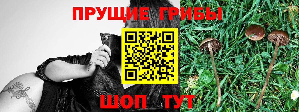 Галлюциногенные грибы прущие грибы  купить   Кувандык  Вход с VPN 